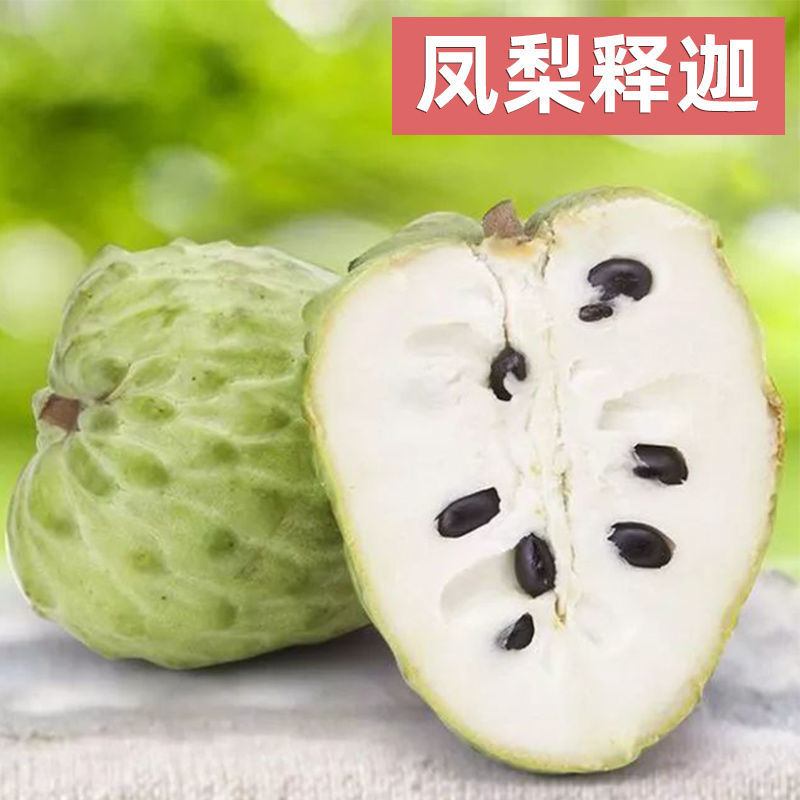 【精品】台湾凤梨释迦苗榴莲释迦苗营养杯发货