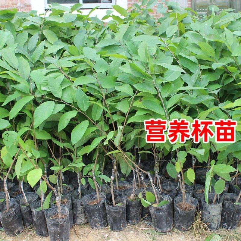 【精品】台湾凤梨释迦苗榴莲释迦苗营养杯发货