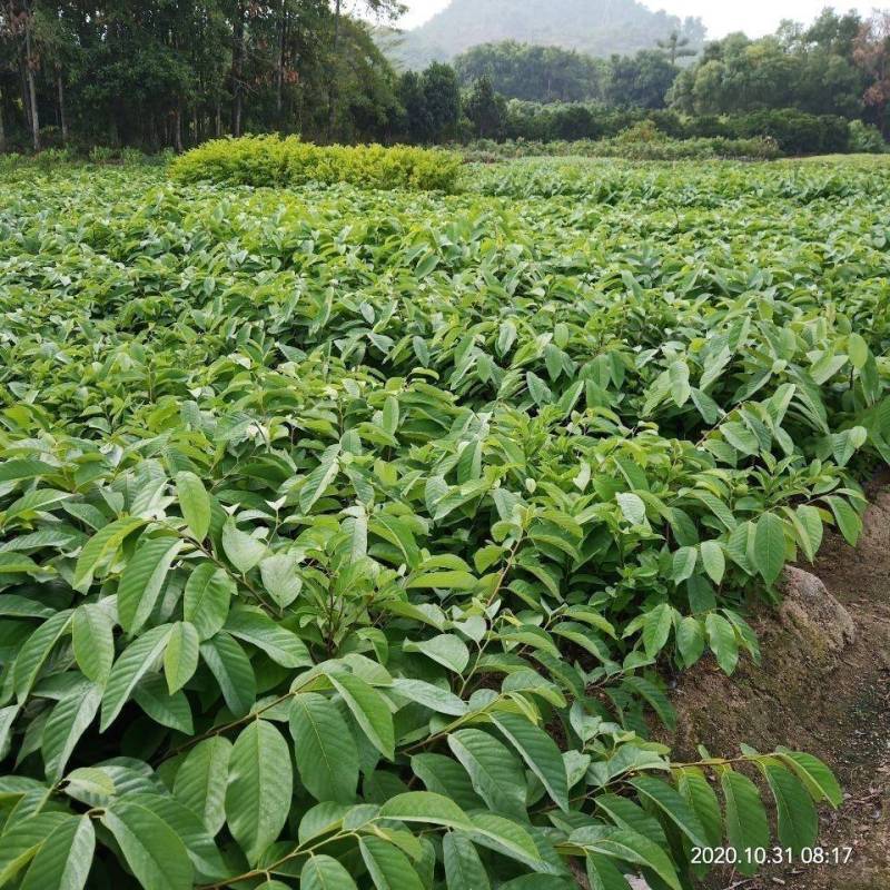 【精品】台湾凤梨释迦苗榴莲释迦苗营养杯发货