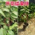 【精品】台湾凤梨释迦苗榴莲释迦苗营养杯发货