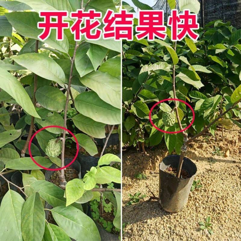 【精品】台湾凤梨释迦苗榴莲释迦苗营养杯发货