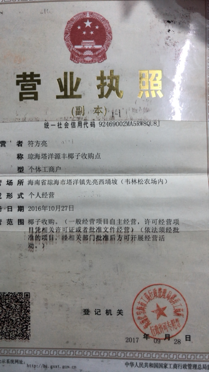 海南带毛白椰，产于琼海万泉泮，个大饱满耐运输型