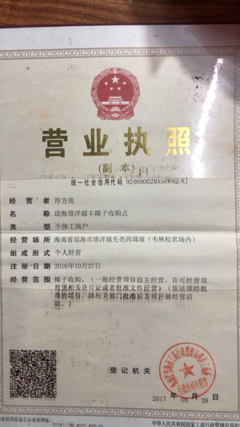 海南本地椰苗据有抗耐旱抗台风型.长果