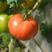 普罗旺斯水果西红柿番茄可长期合作货源稳定