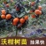 沃柑树苗正宗广西武鸣091无核沃柑苗无籽嫁接橘桔子树苗