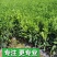 沃柑树苗正宗广西武鸣091无核沃柑苗无籽嫁接橘桔子树苗