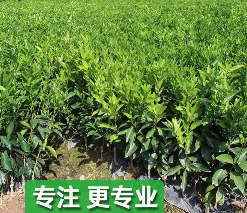 沃柑树苗正宗广西武鸣091无核沃柑苗无籽嫁接橘桔子树苗