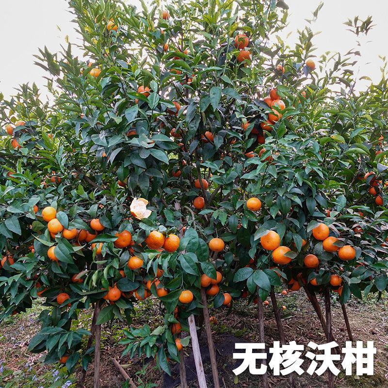 沃柑树苗正宗广西武鸣091无核沃柑苗无籽嫁接橘桔子树苗