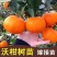 沃柑树苗正宗广西武鸣091无核沃柑苗无籽嫁接橘桔子树苗