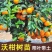 沃柑树苗正宗广西武鸣091无核沃柑苗无籽嫁接橘桔子树苗