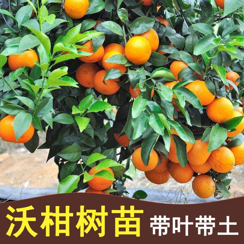 沃柑树苗正宗广西武鸣091无核沃柑苗无籽嫁接橘桔子树苗