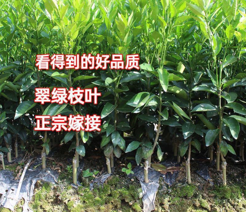 沃柑树苗正宗广西武鸣091无核沃柑苗无籽嫁接橘桔子树苗
