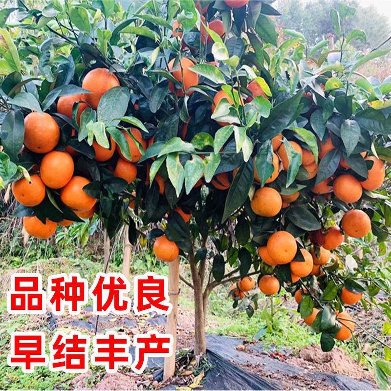 沃柑树苗正宗广西武鸣091无核沃柑苗无籽嫁接橘桔子树苗