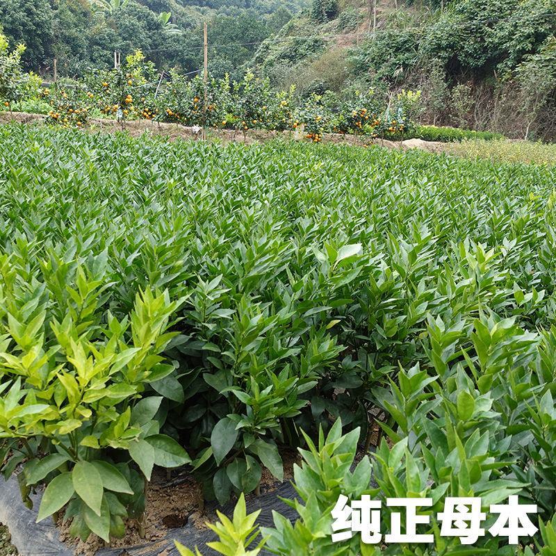 沃柑树苗正宗广西武鸣091无核沃柑苗无籽嫁接橘桔子树苗