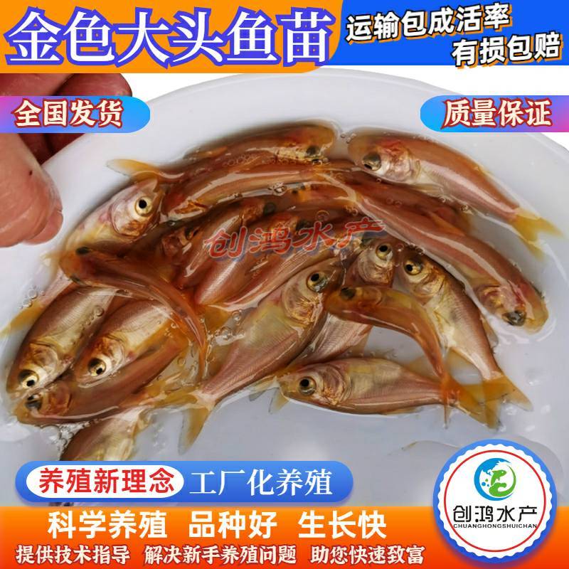【2023新苗】金鳙鱼苗金花鲢鱼苗金大头鱼苗淡水养殖