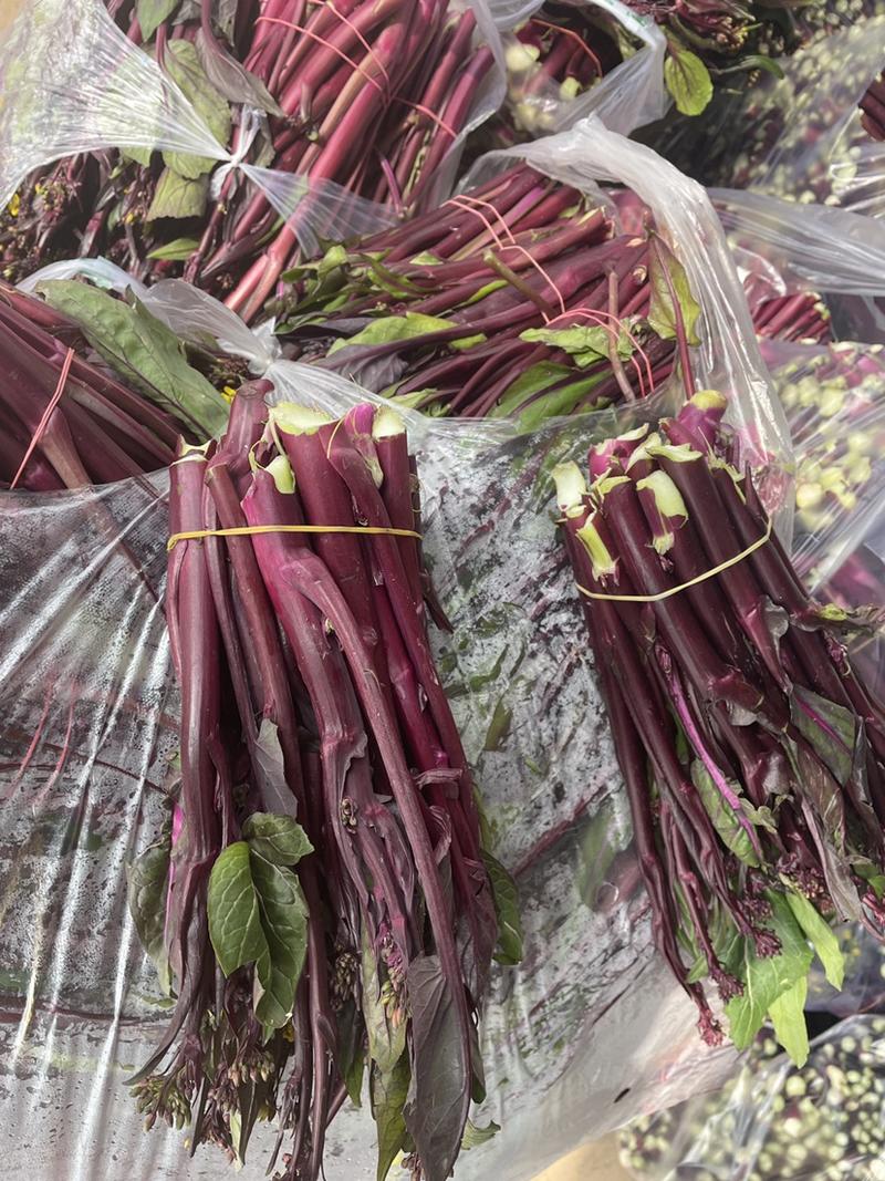 红菜苔菜苔，保质保量，一条龙服务，量大从优