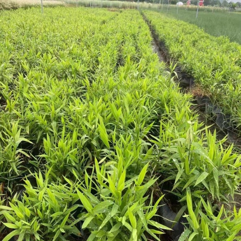 风铃草基地自产自销产地供应风铃草批发价格