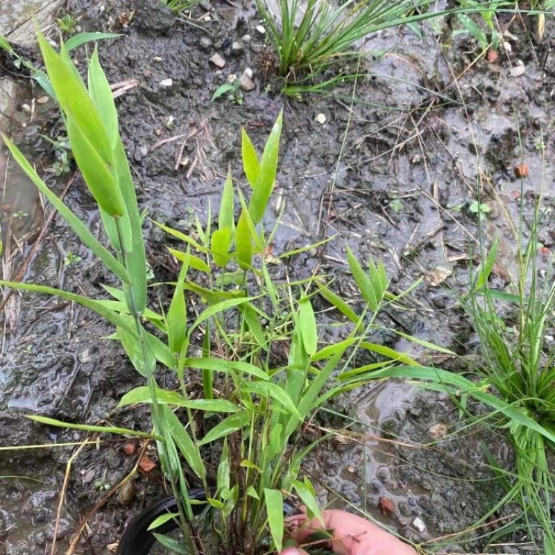 风铃草基地自产自销产地供应风铃草批发价格