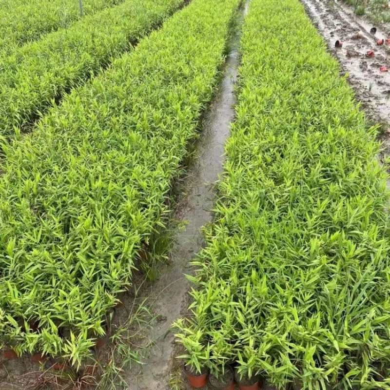 风铃草基地自产自销产地供应风铃草批发价格