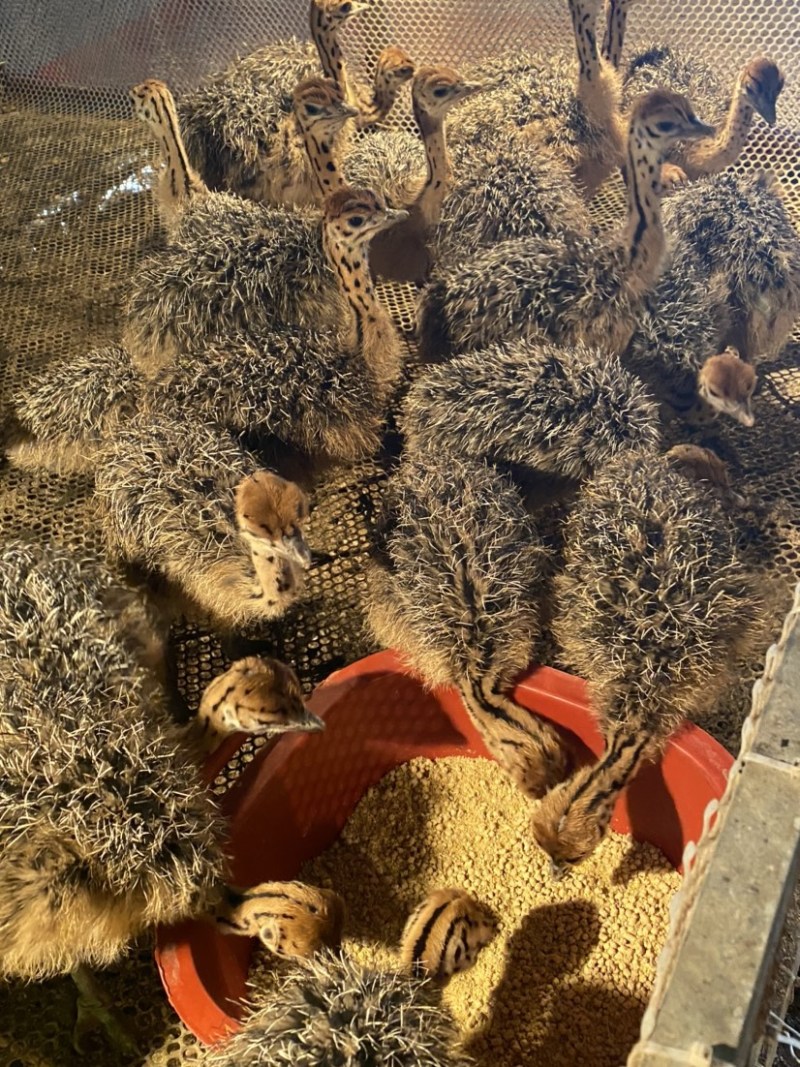 非洲鸵鸟苗成年种🐦签订合同包回收大小都有