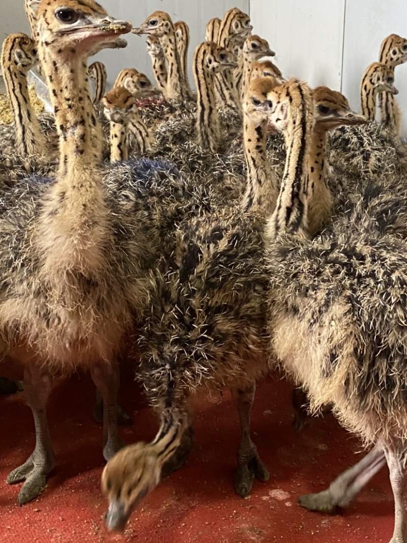 非洲鸵鸟苗成年种🐦签订合同包回收大小都有