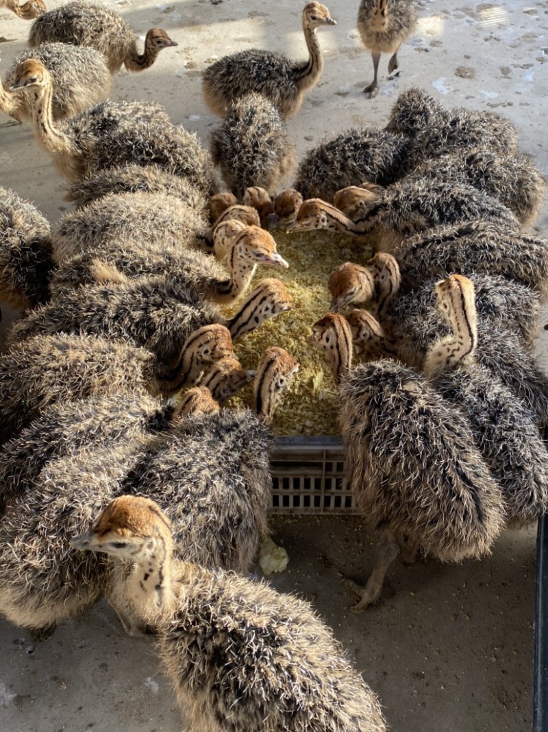 非洲鸵鸟苗成年种🐦签订合同包回收大小都有