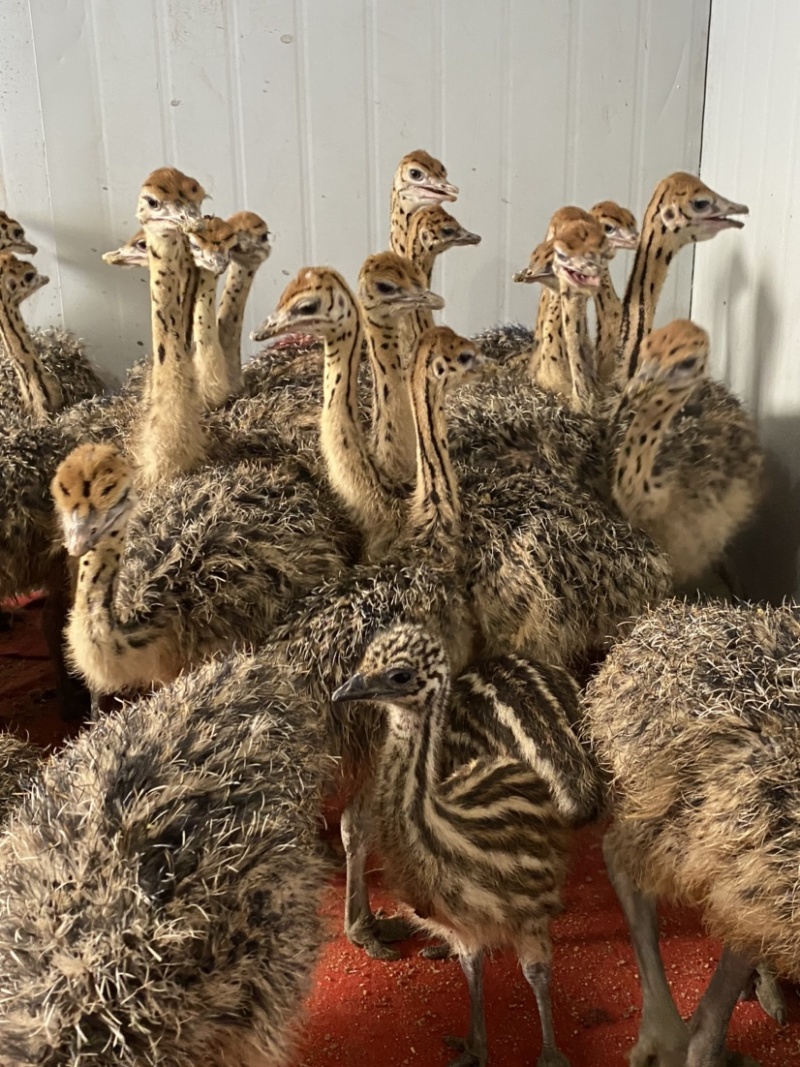 非洲鸵鸟苗成年种🐦签订合同包回收大小都有