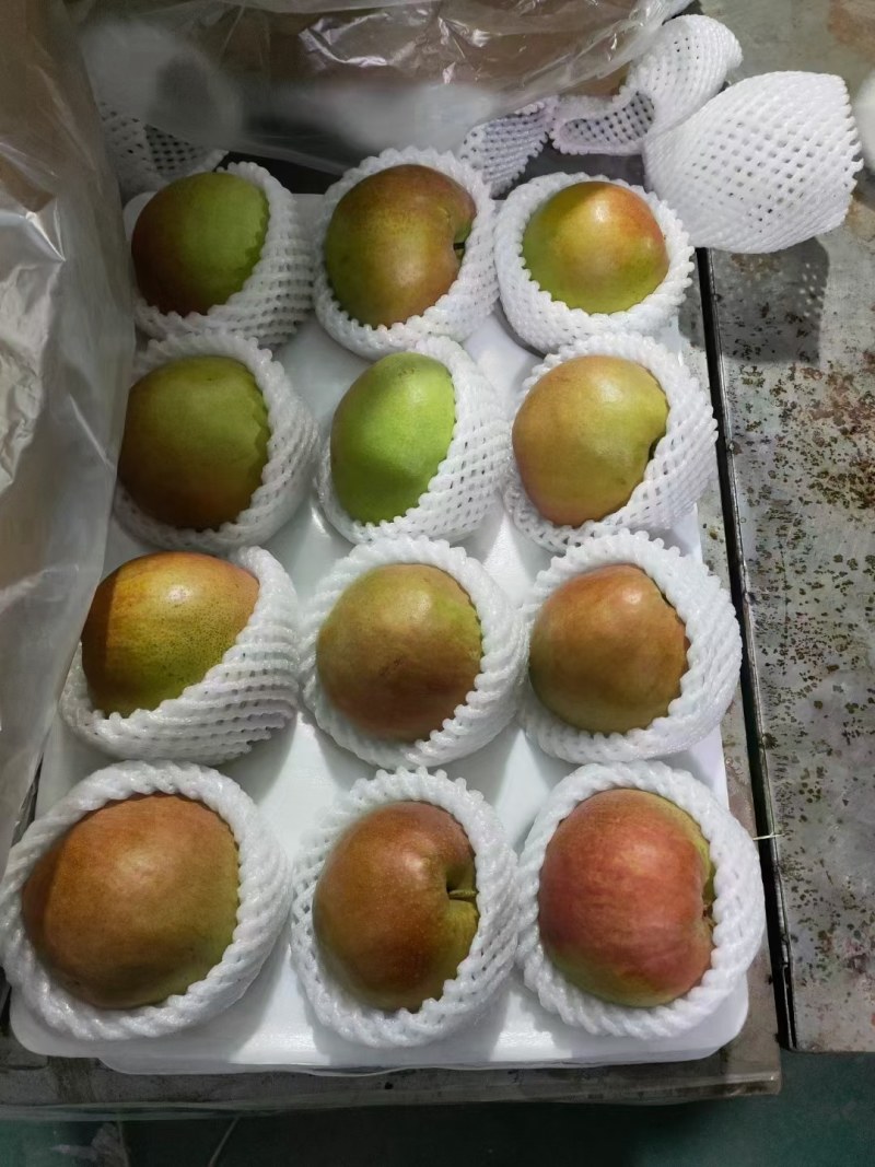 玉露香梨，河北玉露香海量货源，口感嘎嘎甜，汁水充足，量大