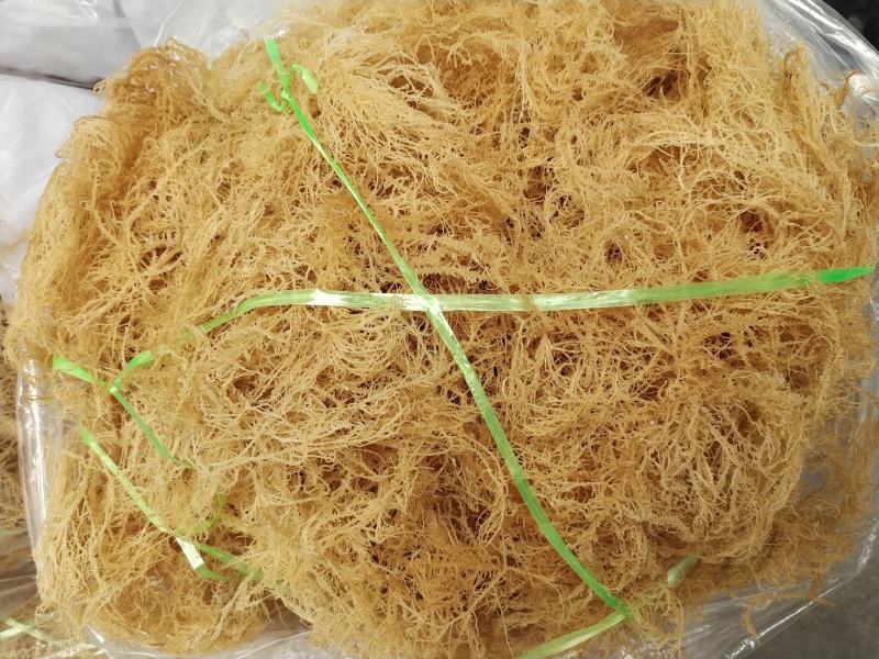 【精选特菜】清水无盐纯干龙须菜鹿角菜产地直销欢迎选购