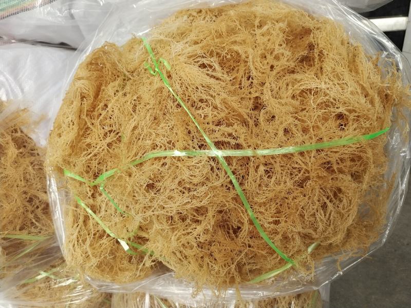 【精选特菜】清水无盐纯干龙须菜鹿角菜产地直销欢迎选购