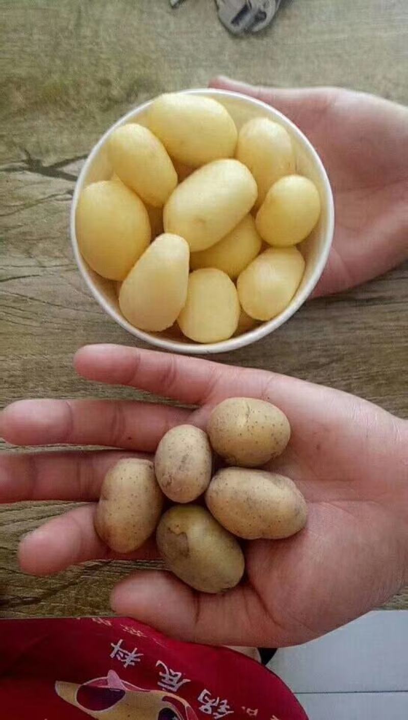 迷你小土豆产地批发销售