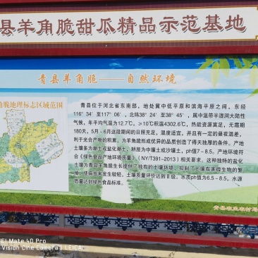 河北青县甜瓜种植基地一件代发