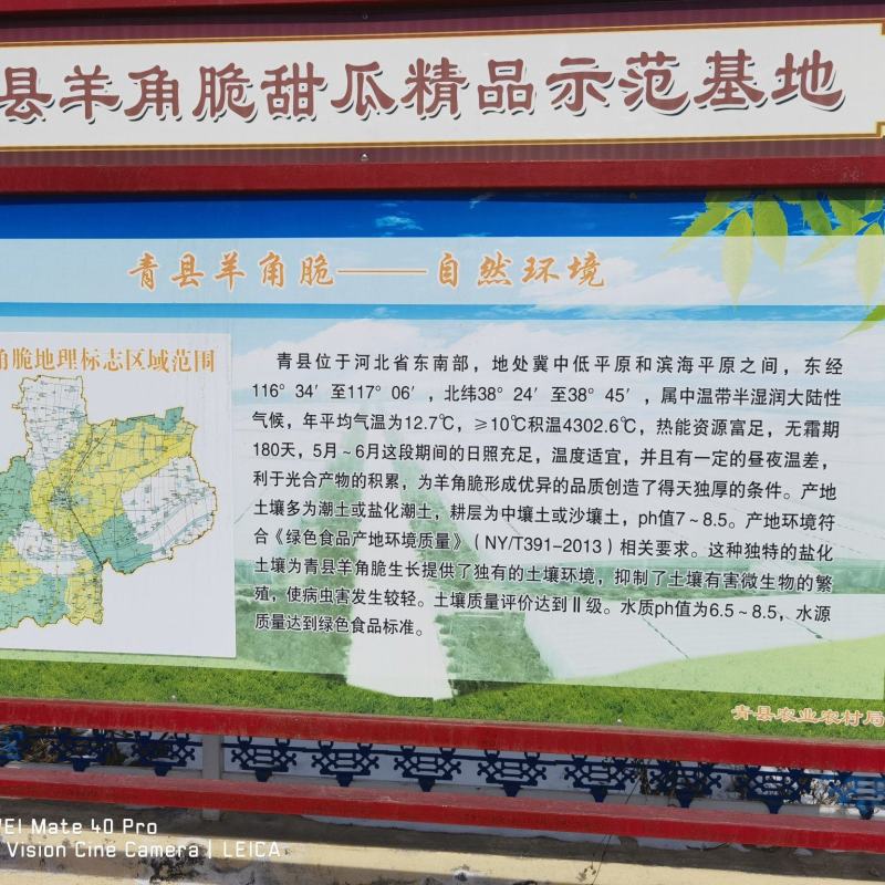 河北青县甜瓜种植基地一件代发