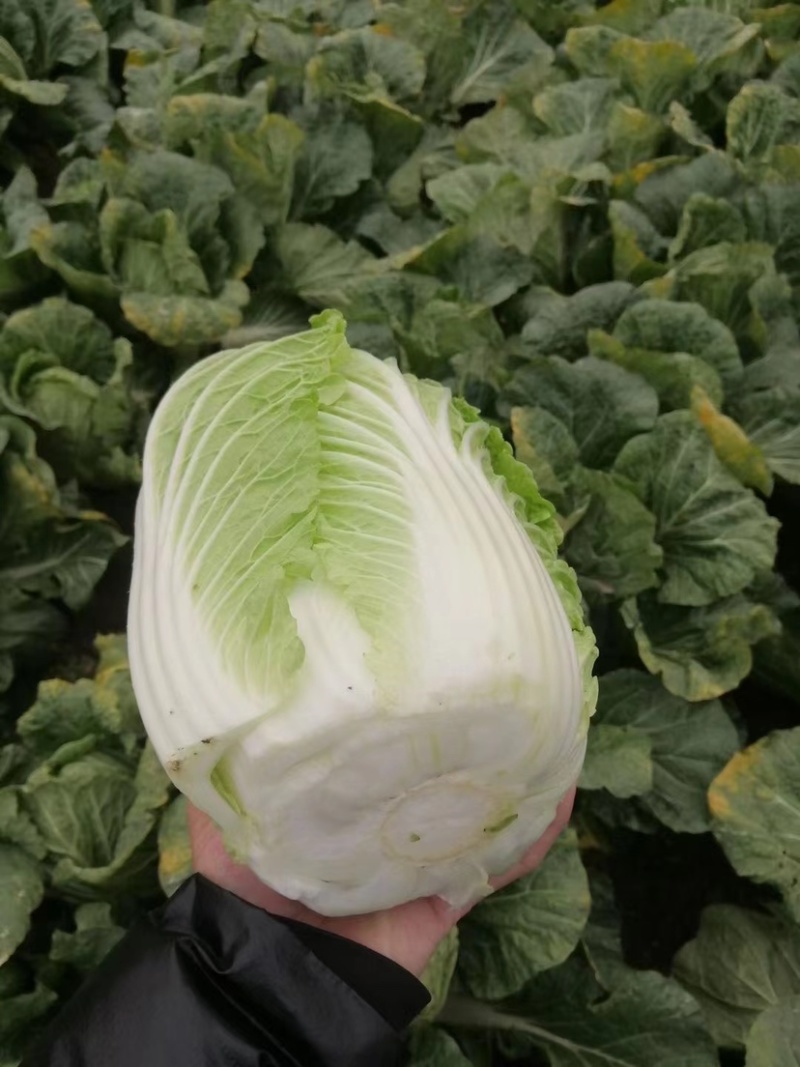 精品大白菜基地种植货源充足价格优惠欢迎咨询采购