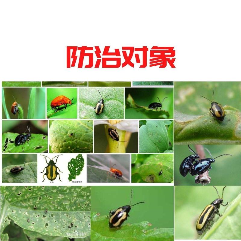 跳丁跳甲药跳甲粉柑橘树哒螨灵啶虫脒甘蓝农药杀虫剂组合
