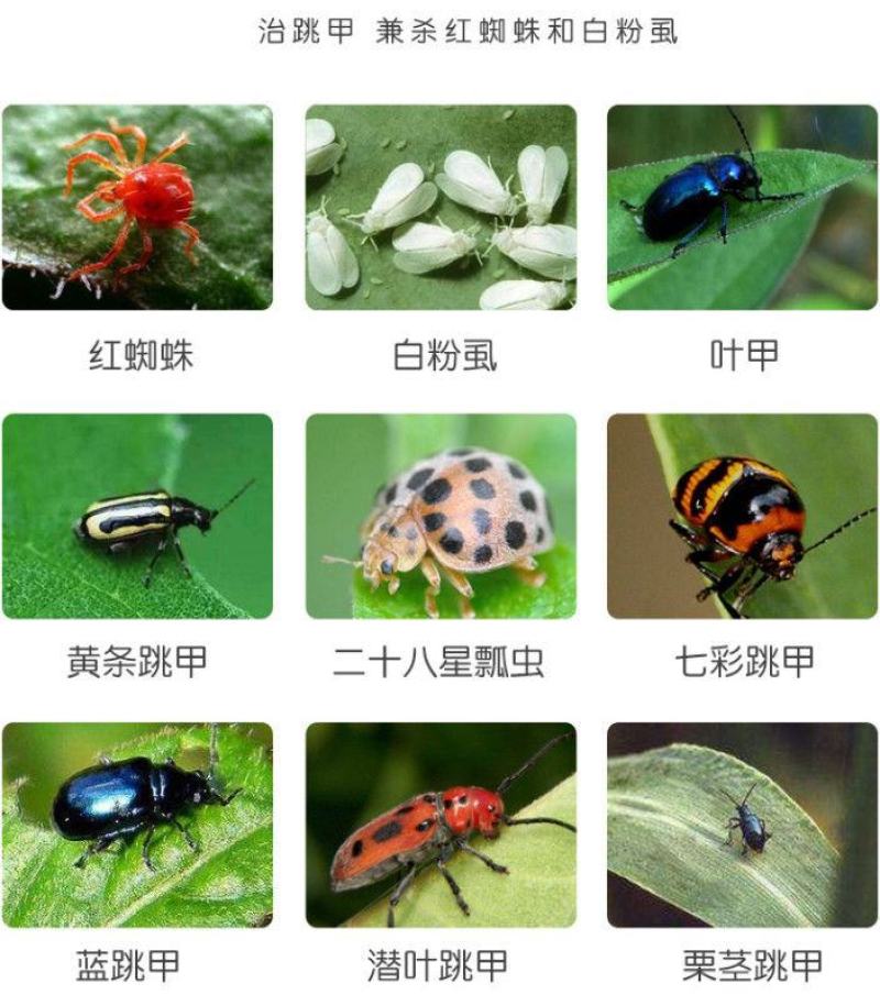跳丁跳甲药跳甲粉柑橘树哒螨灵啶虫脒甘蓝农药杀虫剂组合