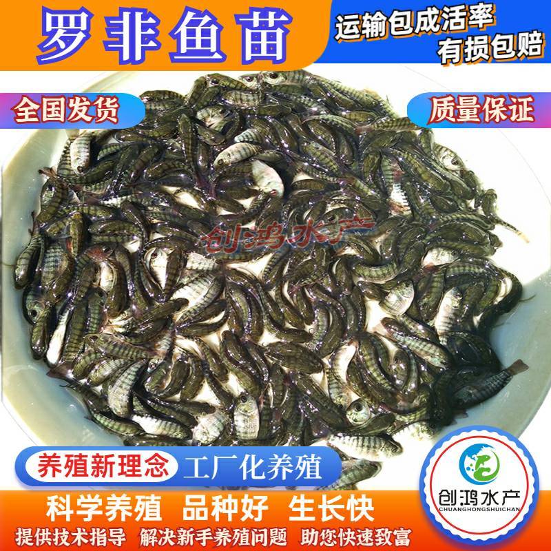 【2023新苗】罗非鱼苗高雄性罗非鱼苗新吉富罗非鱼苗