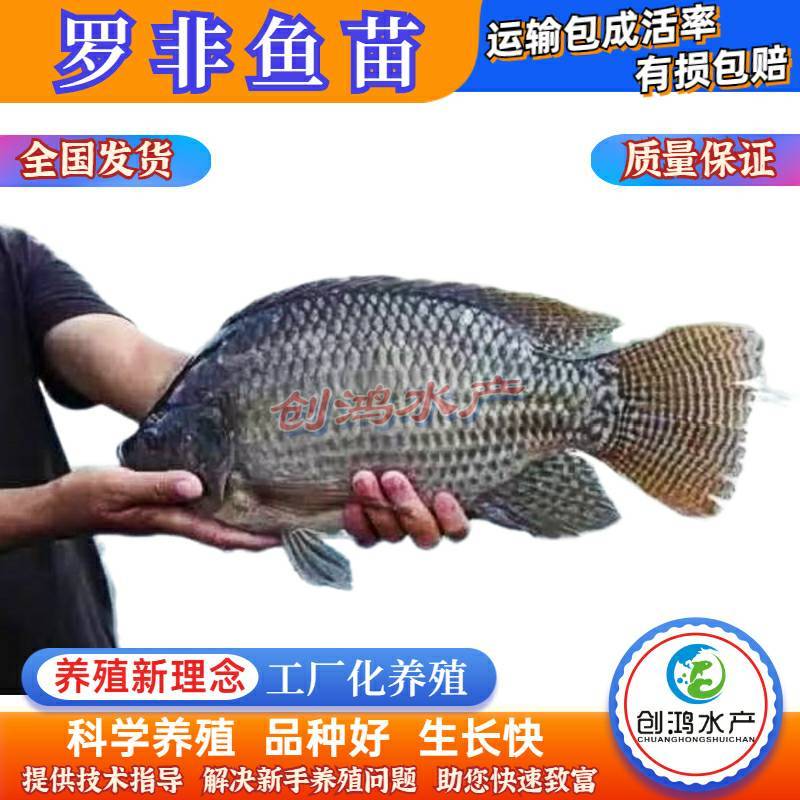 2023新苗罗非鱼苗非洲鲫鱼苗福寿鱼苗罗非水花供应