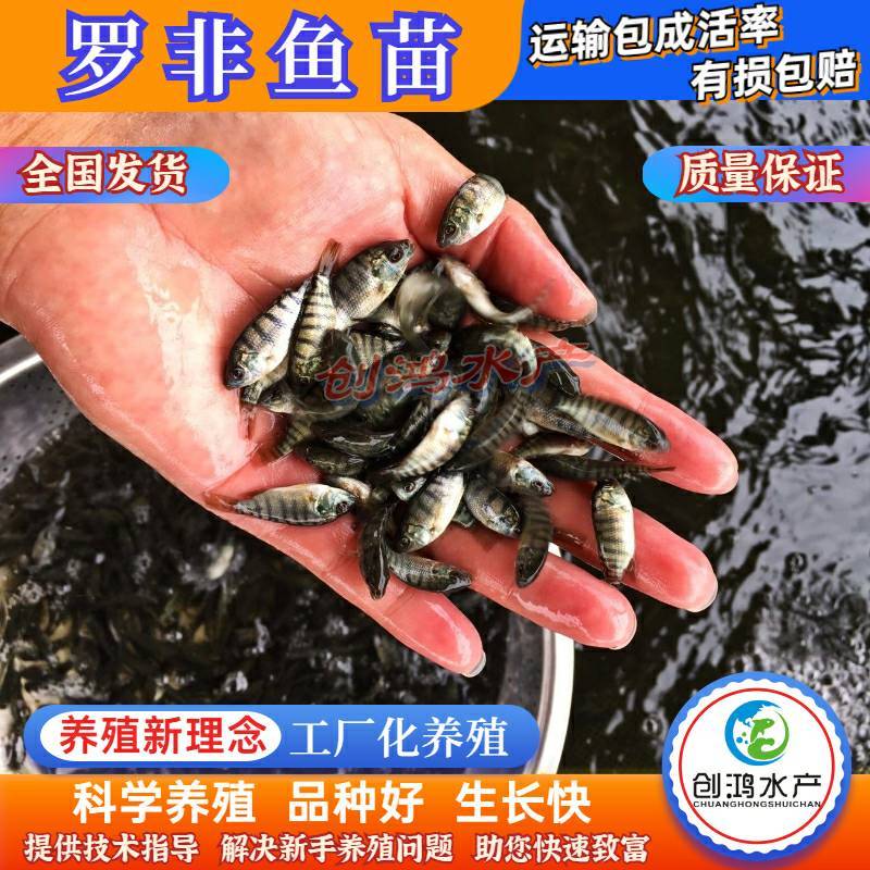 2023新苗罗非鱼苗非洲鲫鱼苗福寿鱼苗罗非水花供应