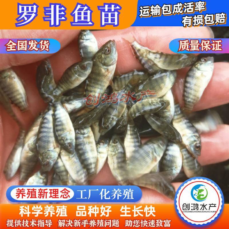 2023新苗高产快大罗非鱼苗高雄性罗非鱼苗罗非水花供应