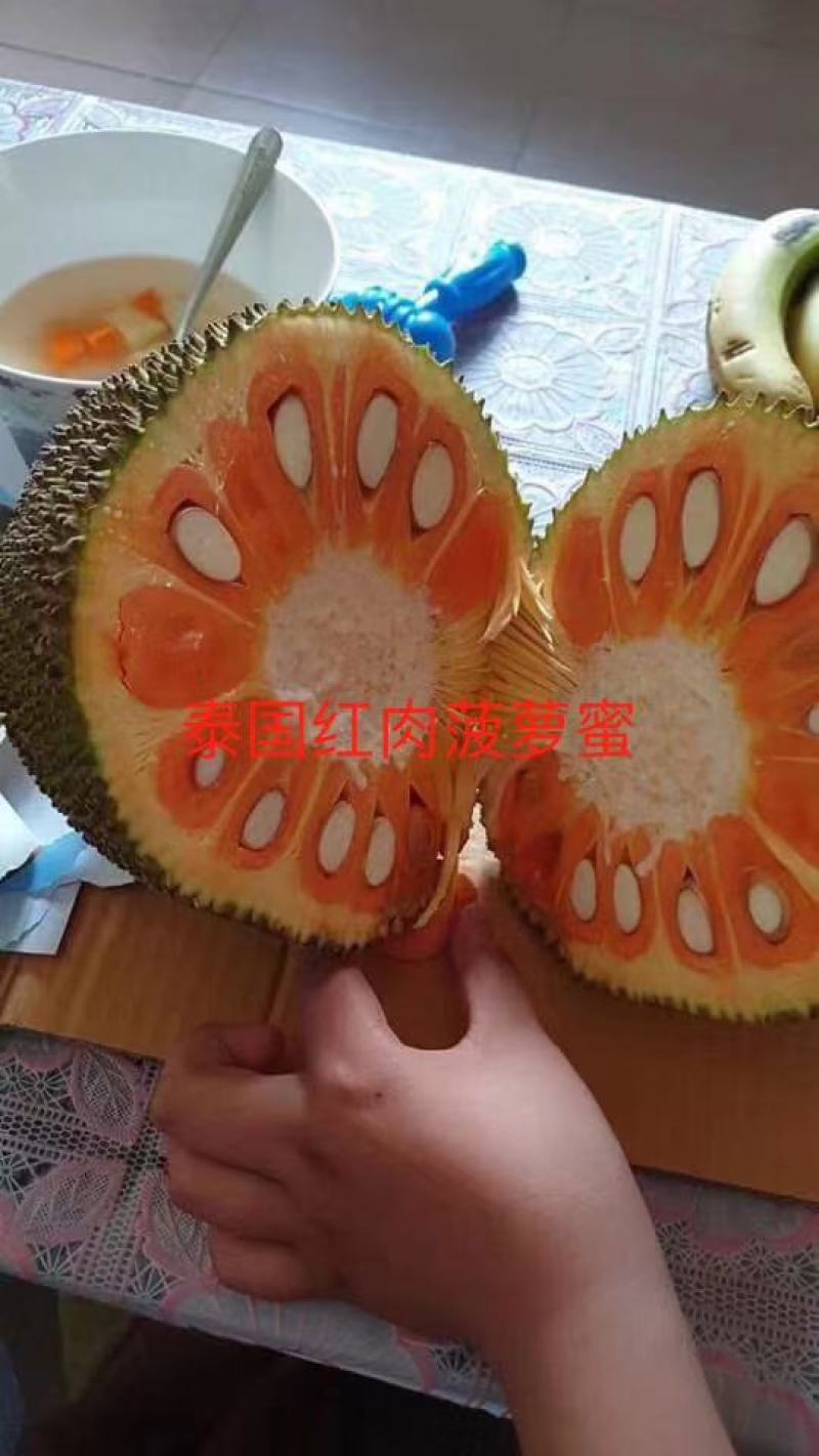 红肉菠萝蜜苗嫁接泰国8号红肉12号马来西亚1号黄肉木菠萝