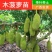 红肉菠萝蜜苗嫁接泰国8号红肉12号马来西亚1号黄肉木菠萝