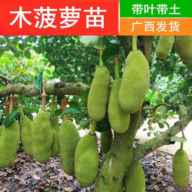 红肉菠萝蜜苗嫁接泰国8号红肉12号马来西亚1号黄肉木菠萝