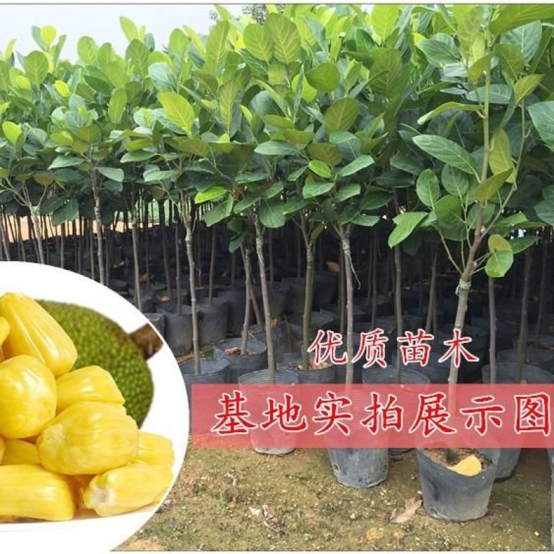 红肉菠萝蜜苗嫁接泰国8号红肉12号马来西亚1号黄肉木菠萝