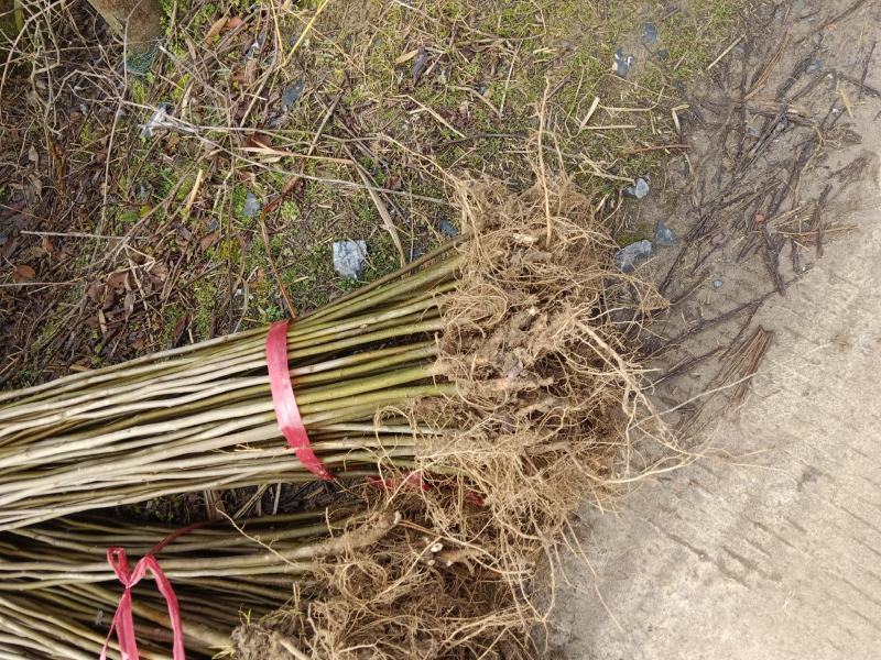 地径1公分红榉苗大量供应
