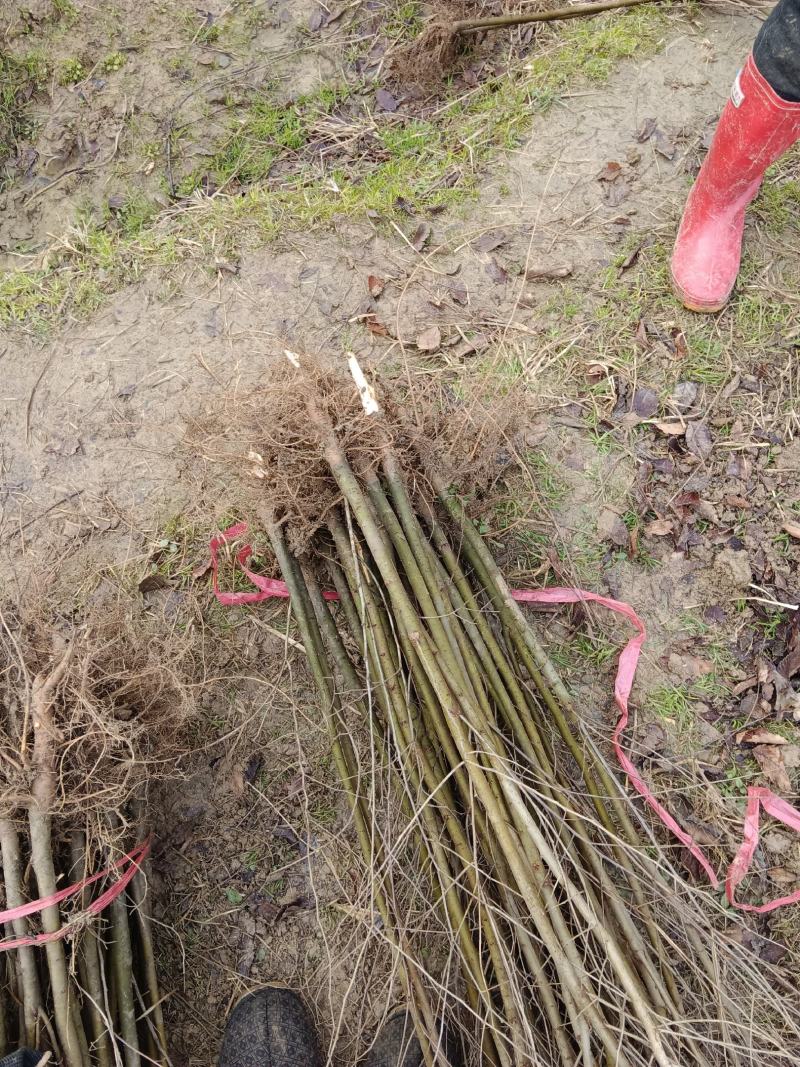 地径1公分红榉苗大量供应