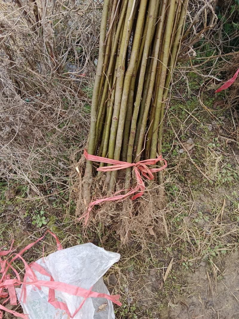 地径1公分红榉苗大量供应