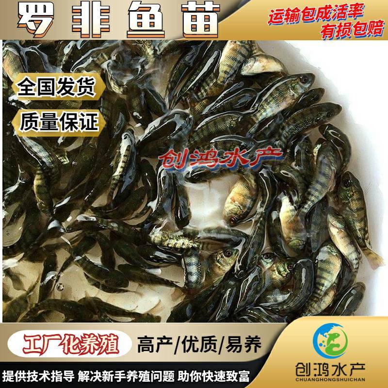 2023新苗罗非鱼苗非洲鲫鱼苗福寿鱼苗罗非水花供应