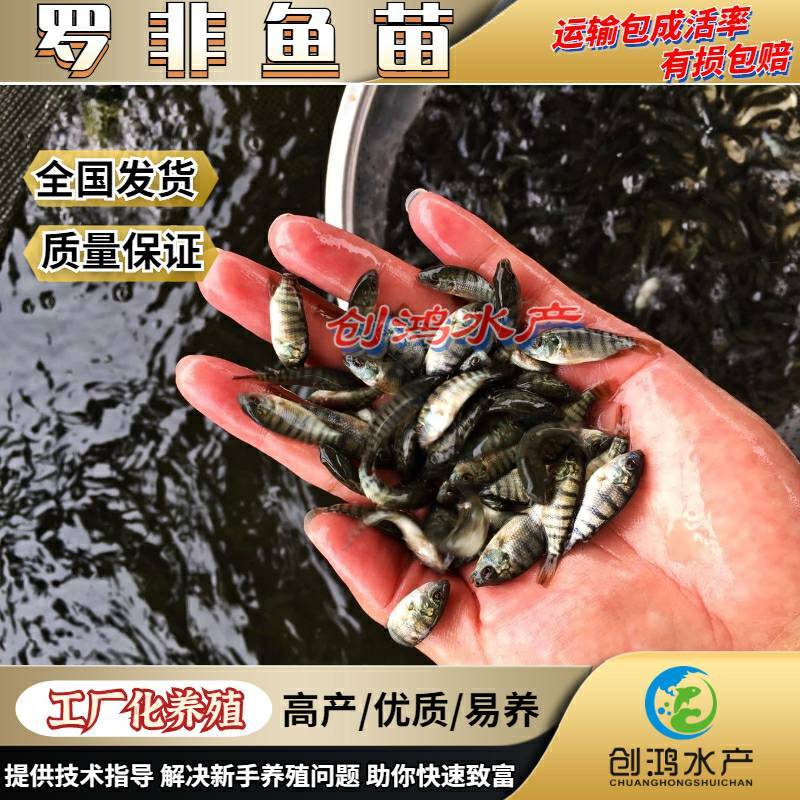 2023新苗罗非鱼苗非洲鲫鱼苗福寿鱼苗罗非水花供应