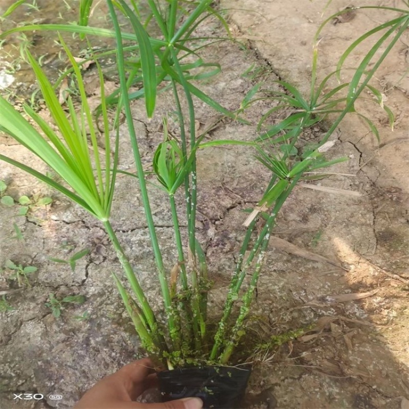 旱伞草风车草大量上市旱伞草种植批发基地